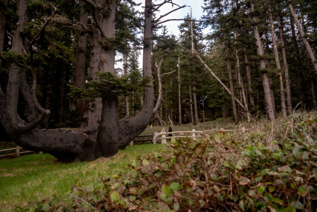 couple eloping on the Oregon Coast